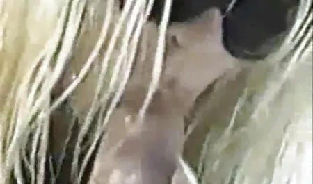 Dodeka Jas ja untuk tidak bokep janda kembang snima